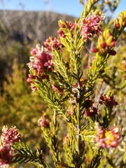 Passerina obtusifolia
