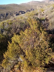 Passerina obtusifolia