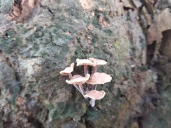 Fungi