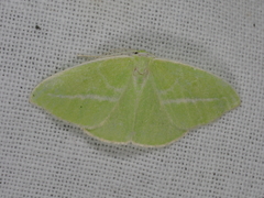 Iulops argocrana