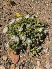 Drosanthemum framesii