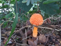 Fungi