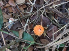 Fungi
