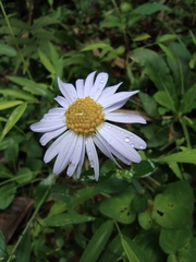 Aster indicus