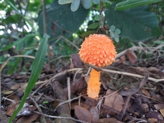 Fungi
