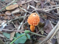 Fungi