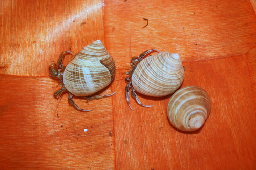 Pagurus acadianus