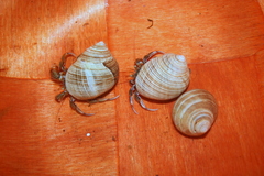 Pagurus acadianus