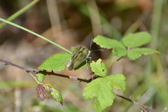 Melanargia lachesis