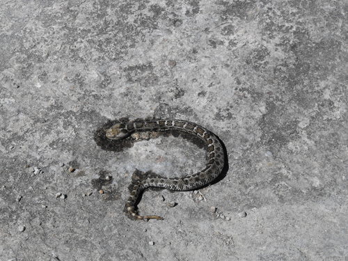 Oaxacan Pygmy Rattlesnake