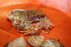 Pagurus acadianus
