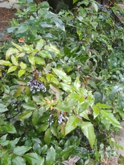 Berberis aquifolium