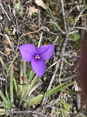 Patersonia juncea