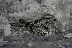 Caprimulgus clarus