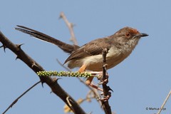 Prinia rufifrons