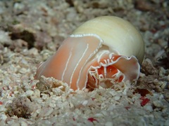 Naticarius orientalis