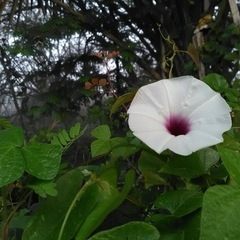 Ipomoea anisomeres