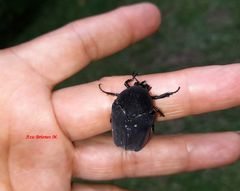 Cotinis mutabilis cabira