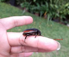 Cotinis mutabilis cabira