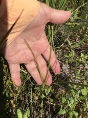 Callisia ornata