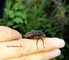 Cotinis mutabilis cabira
