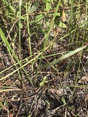 Callisia ornata