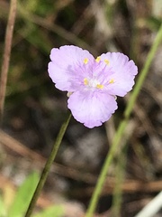 Callisia ornata