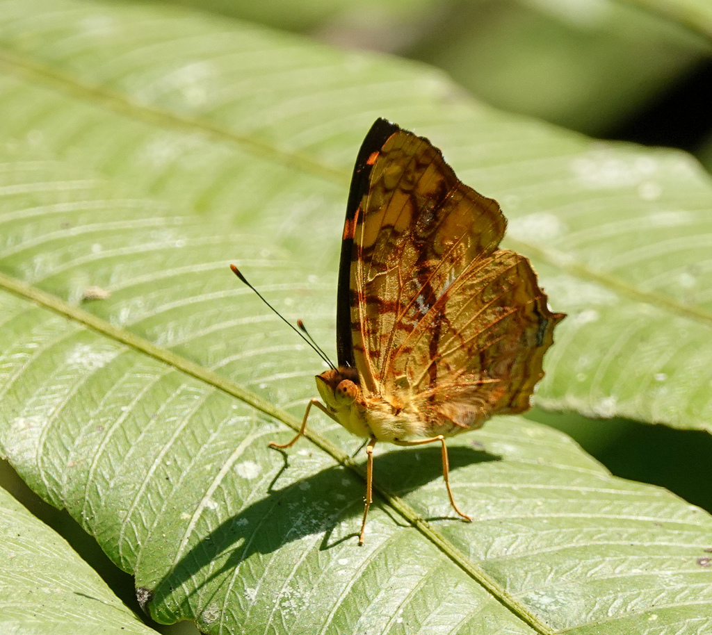 Common Jester Common Jester from Dosdewa Forest trail on March 10, 2020 at 11:08 AM ...