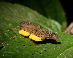 Mooreana trichoneura