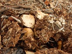 Coprinellus truncorum