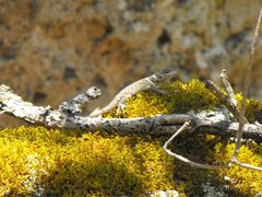Sceloporus aureolus