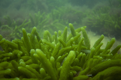 Caulerpa crispata
