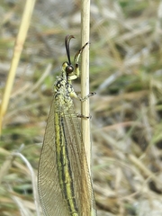 Myrmecaelurus trigrammus