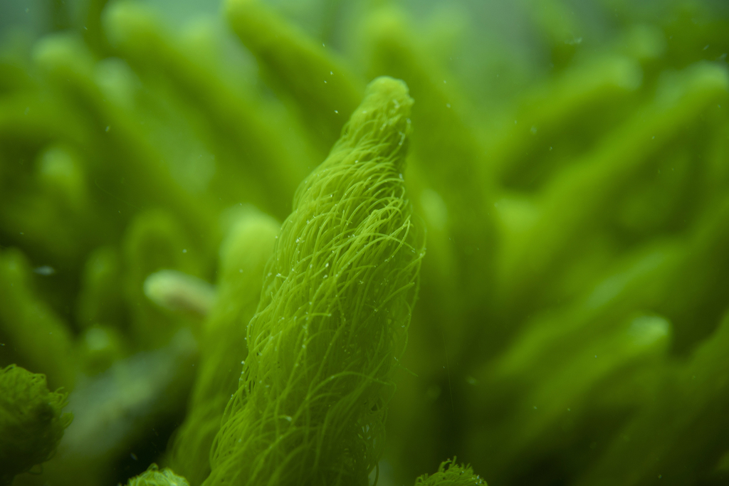 Caulerpa crispata