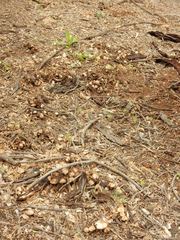 Coprinellus truncorum