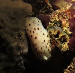 Cadlina sp-b