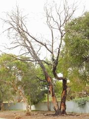 Coprinellus truncorum