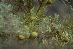 Caulocystis uvifera