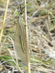 Myrmecaelurus trigrammus