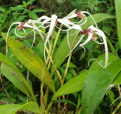 Maxillaria ecuadorensis