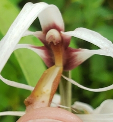 Maxillaria ecuadorensis