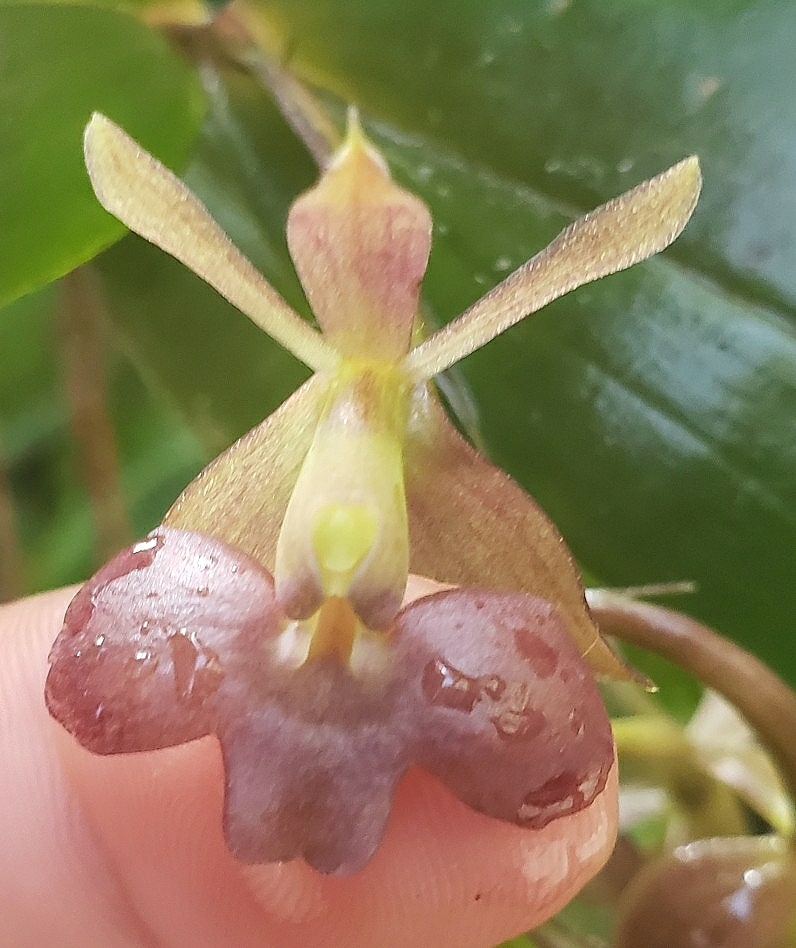 Epidendrum carchiense Hágsater & Dodson 4