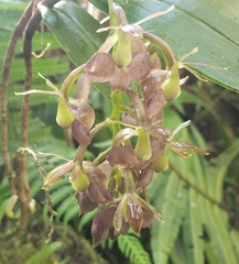 Epidendrum carchiense