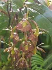 Epidendrum carchiense
