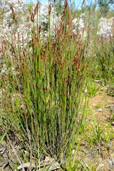 Restio tenuispicatus