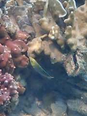 Halichoeres chloropterus