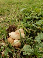 Coprinellus truncorum