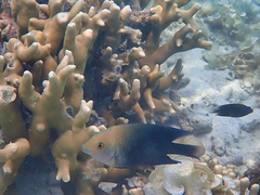 Hemiglyphidodon plagiometopon