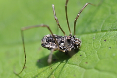 Platybunus