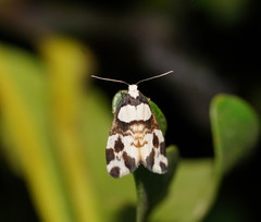 Thallarcha phalarota